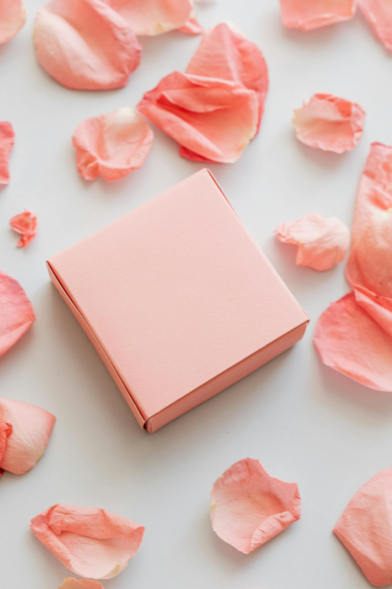 From above of beautiful pink rose petals scattered chaotically and gift placed on white background